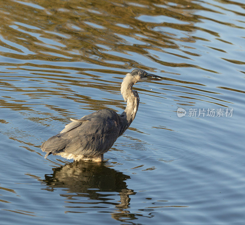 大蓝鹭，Ardea herodias，嘴里衔着一条鱼